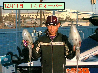 アオリイカ 1キロオーバーサイズ
